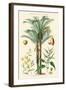 Plants Used in Clothing and Cordage. Gomuti Palm, Piassava Palm, Sunn Hemp, Jute-William Rhind-Framed Art Print
