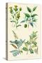 Plants Used in Dyeing. Safflower, Fustic, Brazil Wood, Logwood-William Rhind-Stretched Canvas