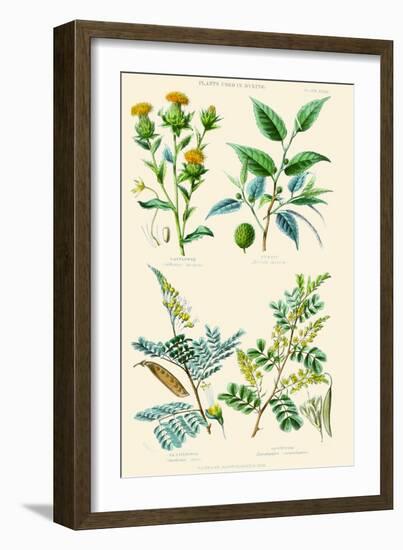 Plants Used in Dyeing. Safflower, Fustic, Brazil Wood, Logwood-William Rhind-Framed Art Print