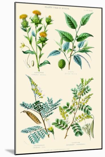 Plants Used in Dyeing. Safflower, Fustic, Brazil Wood, Logwood-William Rhind-Mounted Art Print