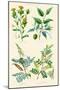 Plants Used in Dyeing. Safflower, Fustic, Brazil Wood, Logwood-William Rhind-Mounted Art Print