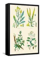 Plants Used in Dyeing. Woad, Weld, Madder, Sumach-William Rhind-Framed Stretched Canvas