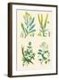 Plants Used in Dyeing. Woad, Weld, Madder, Sumach-William Rhind-Framed Art Print