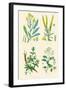 Plants Used in Dyeing. Woad, Weld, Madder, Sumach-William Rhind-Framed Art Print