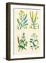 Plants Used in Dyeing. Woad, Weld, Madder, Sumach-William Rhind-Framed Art Print