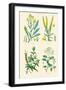 Plants Used in Dyeing. Woad, Weld, Madder, Sumach-William Rhind-Framed Art Print