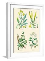 Plants Used in Dyeing. Woad, Weld, Madder, Sumach-William Rhind-Framed Art Print