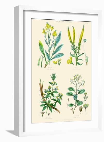 Plants Used in Dyeing. Woad, Weld, Madder, Sumach-William Rhind-Framed Art Print