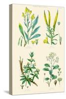 Plants Used in Dyeing. Woad, Weld, Madder, Sumach-William Rhind-Stretched Canvas