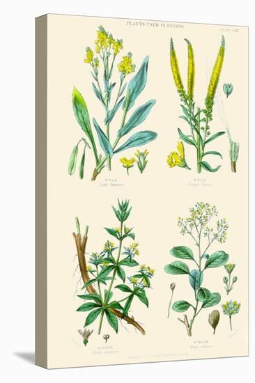 Plants Used in Dyeing. Woad, Weld, Madder, Sumach-William Rhind-Stretched Canvas