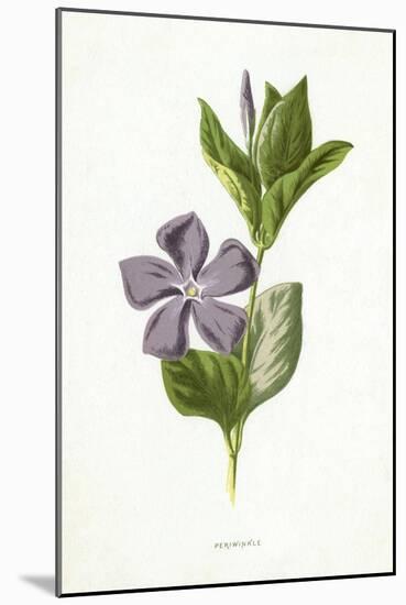 Plants, Vinca Major-F Edward Hulme-Mounted Art Print