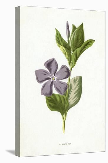 Plants, Vinca Major-F Edward Hulme-Stretched Canvas