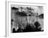 Plants, White Sands, New Mexico, 1946-Brett Weston-Framed Photographic Print