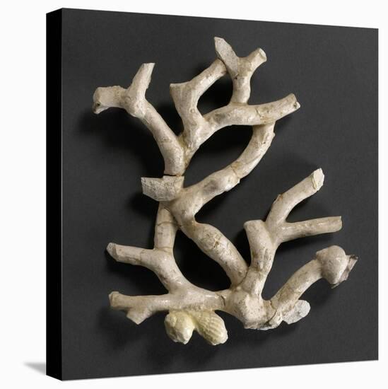 Plaque ajourée : branche de corail blanc et coquillages jaunes-Bernard Palissy-Stretched Canvas