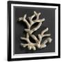 Plaque ajourée : branche de corail blanc et coquillages jaunes-Bernard Palissy-Framed Giclee Print