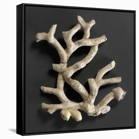 Plaque ajourée : branche de corail blanc et coquillages jaunes-Bernard Palissy-Framed Stretched Canvas