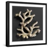 Plaque ajourée : branche de corail blanc et coquillages jaunes-Bernard Palissy-Framed Giclee Print