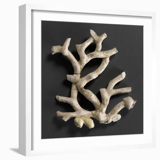 Plaque ajourée : branche de corail blanc et coquillages jaunes-Bernard Palissy-Framed Giclee Print