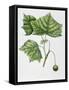 Platanaceae - Leaves and Fruits of American Sycamore or Plane Platanus Occidentalis-null-Framed Stretched Canvas