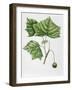 Platanaceae - Leaves and Fruits of American Sycamore or Plane Platanus Occidentalis-null-Framed Giclee Print