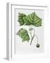 Platanaceae - Leaves and Fruits of American Sycamore or Plane Platanus Occidentalis-null-Framed Giclee Print