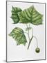 Platanaceae - Leaves and Fruits of American Sycamore or Plane Platanus Occidentalis-null-Mounted Giclee Print