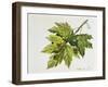 Platanaceae, Leaves and Fruits of Planes Platanus-null-Framed Giclee Print