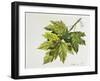 Platanaceae, Leaves and Fruits of Planes Platanus-null-Framed Giclee Print