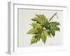 Platanaceae, Leaves and Fruits of Planes Platanus-null-Framed Giclee Print