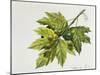 Platanaceae, Leaves and Fruits of Planes Platanus-null-Mounted Giclee Print