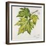 Platanaceae, Leaves of Planes Platanus-null-Framed Giclee Print