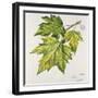 Platanaceae, Leaves of Planes Platanus-null-Framed Giclee Print