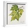 Platanaceae, Leaves of Planes Platanus-null-Framed Giclee Print