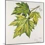 Platanaceae, Leaves of Planes Platanus-null-Mounted Giclee Print