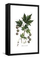 Platanus Orientalis, Flora Graeca-Ferdinand Bauer-Framed Stretched Canvas