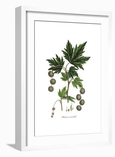 Platanus Orientalis, Flora Graeca-Ferdinand Bauer-Framed Giclee Print