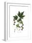 Platanus Orientalis, Flora Graeca-Ferdinand Bauer-Framed Giclee Print