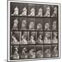 Plate 250. Rising from Chair, Stooping and Lifting Hand-Kerchief, 1885 (Collotype on Paper)-Eadweard Muybridge-Mounted Giclee Print