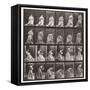 Plate 250. Rising from Chair, Stooping and Lifting Hand-Kerchief, 1885 (Collotype on Paper)-Eadweard Muybridge-Framed Stretched Canvas