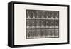 Plate 298.Lawn Tennis, 1885 (Collotype on Paper)-Eadweard Muybridge-Framed Stretched Canvas