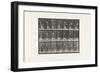 Plate 298.Lawn Tennis, 1885 (Collotype on Paper)-Eadweard Muybridge-Framed Giclee Print