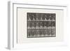 Plate 298.Lawn Tennis, 1885 (Collotype on Paper)-Eadweard Muybridge-Framed Giclee Print