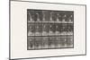 Plate 298.Lawn Tennis, 1885 (Collotype on Paper)-Eadweard Muybridge-Mounted Giclee Print