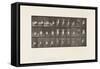 Plate 494. Miscellaneous Phases of the Toilet, 1885 (Collotype on Paper)-Eadweard Muybridge-Framed Stretched Canvas
