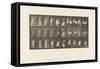 Plate 497. Miscellaneous Phases of the Toilet, 1885 (Collotype on Paper)-Eadweard Muybridge-Framed Stretched Canvas