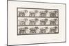 Plate 563. Hauling;Broken Log Chain; Dark-Gray Belgian Horse Dusel, 1885 (Collotype on Paper)-Eadweard Muybridge-Mounted Giclee Print