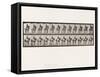 Plate 599. Trotting; Bareback; Dark-Gray Dusel, 1885 (Collotype on Paper)-Eadweard Muybridge-Framed Stretched Canvas