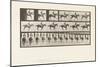 Plate 620. Canter; Saddle; Thoroughbred Bay Mare Annie 6., 1885 (Collotype on Paper)-Eadweard Muybridge-Mounted Giclee Print