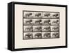 Plate 700. Buffalo; Galloping, 1885 (Collotype on Paper)-Eadweard Muybridge-Framed Stretched Canvas