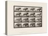 Plate 700. Buffalo; Galloping, 1885 (Collotype on Paper)-Eadweard Muybridge-Stretched Canvas